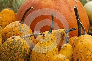 Collection of huge pumpkins, Royal Botanical Garden, Madrid photo