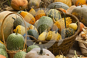 Collection of huge pumpkins, Royal Botanical Garden, Madrid photo