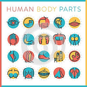 collection of human body parts. Vector illustration decorative design