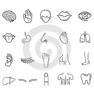 collection of human body parts. Vector illustration decorative design