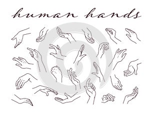 Collection of human hands  in different gestures and posses isolated on white background.