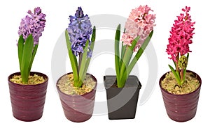 Collection hyacinth flower in a pot isolated on a white background. Spring time