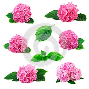 Collection of hydrangea hortensia flowers with green leaves isolated on white. Pink flowerheads of hydrangeas set coll
