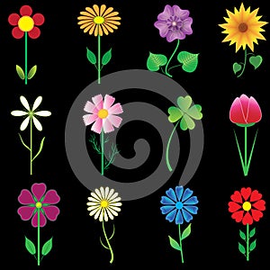 Collection of illustrations of garden and meadow flowers.