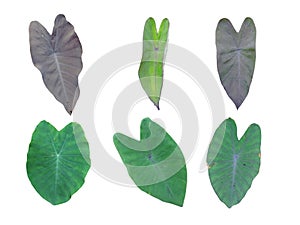 Collection of images of Colocasia leaves on a white background