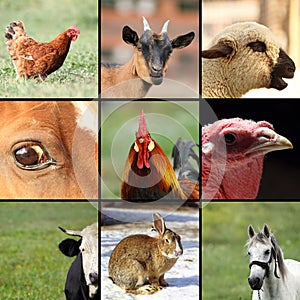 Collection of images with farm animals