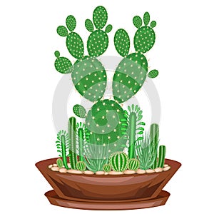 Collection of indoor plants in pots, cacti, succulents. The garden is in the bowl. Euphorbia, scarlet vera, Mammillaria. Lovely