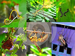 Collection of insects in a box