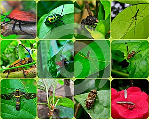 Collection of insects in a box