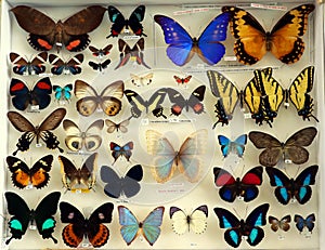 Collection of insects, colorful beetles, grasshoppers, entomological collection, many different bugs on white close-up,