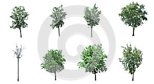 This collection isolate of trees