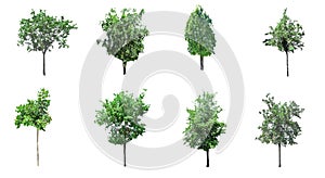 This collection isolate of trees