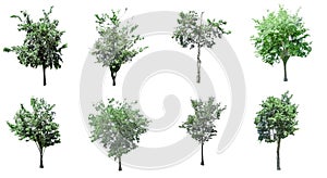 This collection isolate of trees