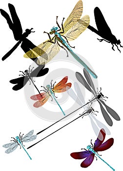 Collection of isolated dragonflies