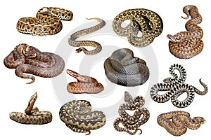 Collection of isolated european venomous snakes