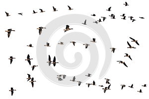 Collection of isolated flying geese skeins on white background