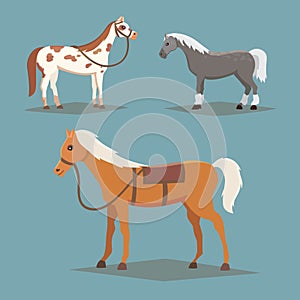 Collection of isolated horses. Cute cartoon horse farm animals. Differend breads