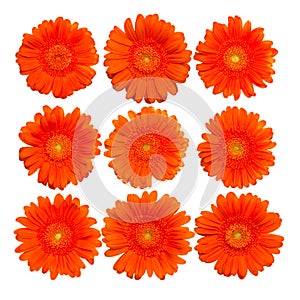 Collection of isolated orange gerberas blossom