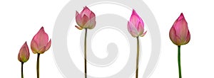 Collection of Isolated pink lotus bud on a white background