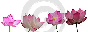 Collection of Isolated pink lotus on a white background