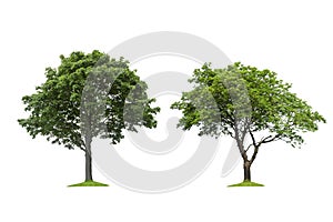 Collection of isolated trees on a white background