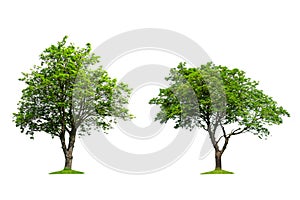 Collection of isolated trees on a white background