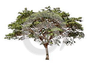 Collection of isolated trees on a white background. Beautiful tree It is suitable for use in decorating, decorating, and printing