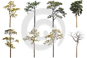 The collection of Isolated Trees on white background , A beautiful trees from Thailand