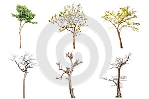 The collection of Isolated Trees on white background , A beautiful trees from Thailand