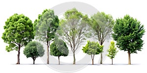 Collection of isolated trees on white background