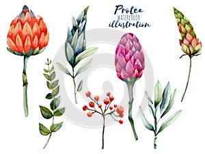 Collection of isolated watercolor protea, red berries and green branches