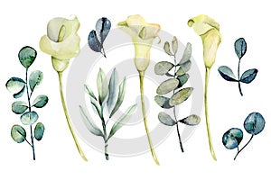 Collection of isolated watercolor white callas flowers and eucalyptus branches