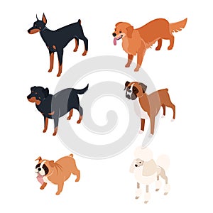 Collection of isometric dogs1