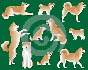 Collection of Japanese Akita or Akita Inu dog breed in colour image