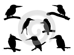 Collection of Kingfisher Bird on tree branch Silhouettes