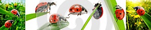Collection ladybugs in nature and  on white