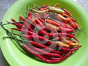 A collection of large red chilies on a green plastic plate. Red chillies on a green palstic plate.Selective focus. Close up photo photo
