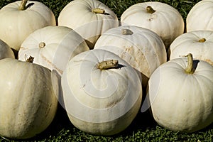 Collection of Large White Decorative Pumpkins