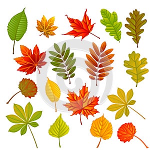 Collection leaves