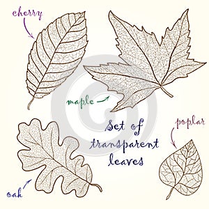 Collection of leaves: cherry, oak, maple, poplar.