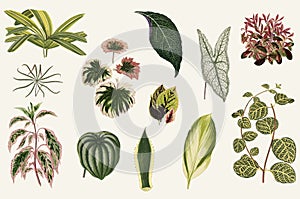 Collection of leaves found in 1825-1890 New and Rare Beautiful