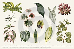 Collection of leaves found in 1825-1890 New and Rare Beautiful
