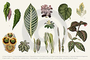 Collection of leaves found in 1825-1890 New and Rare Beautiful