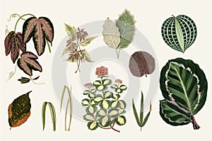 Collection of leaves found in 1825-1890 New and Rare Beautiful-Leaved Plants. Digitally enhanced from our own 1929 edition of th