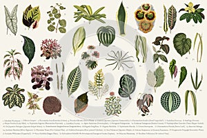 Collection of leaves found in 1825-1890 New and Rare Beautiful-Leaved Plants. Digitally enhanced from our own 1929 edition of th