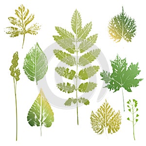 Collection of leaves and grass imprints