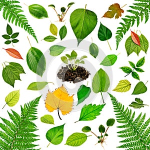 Collection of leaves