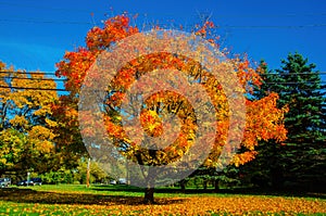 Collection of leaves at Kensington Metropark