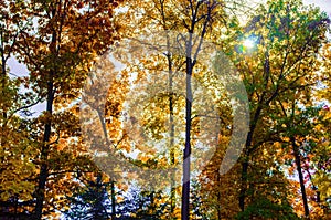 Collection of leaves at Kensington Metropark