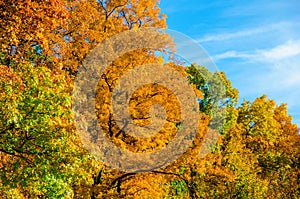 Collection of leaves at Kensington Metropark